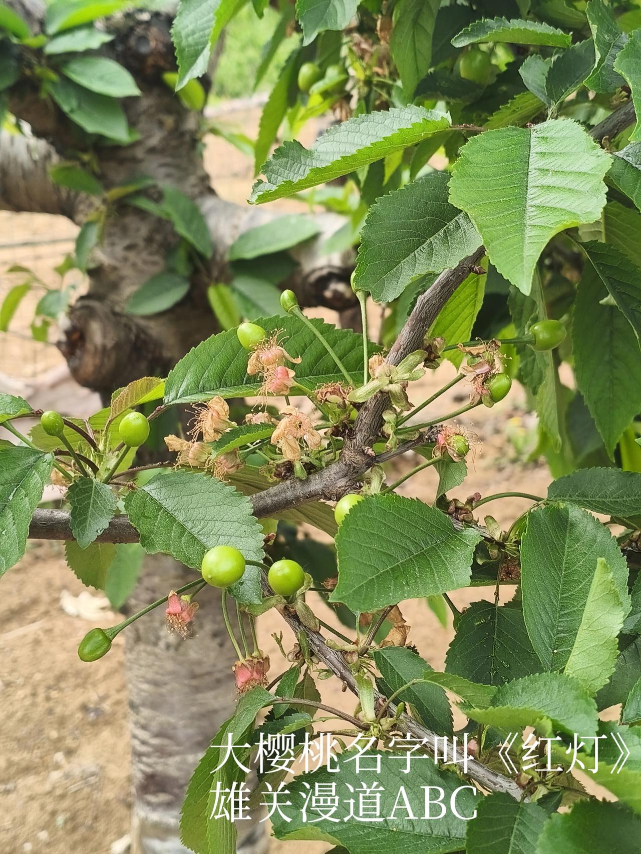 图片上植物为大樱桃红灯
在五月底就成熟了！