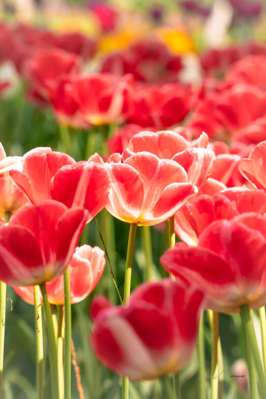 🌷抓住郁金香的尾巴，拍了一些春天的壁纸
