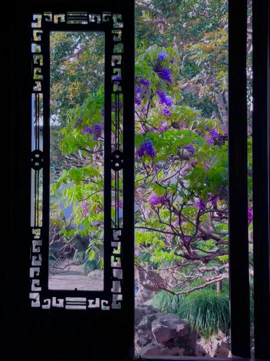 网师园的紫藤花是春日里淡紫色的梦💜
