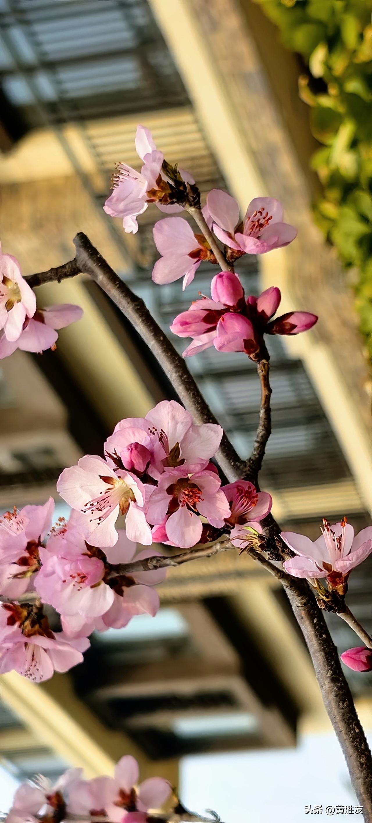 发一张你相册最近拍的花家门口的桃花开了。