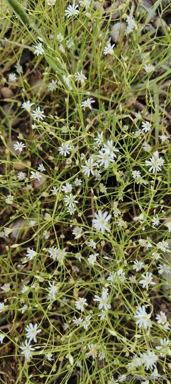 点地梅（拉汉种子植物名称）喉咙草（江苏、浙江），佛顶珠、白花草、清明花（贵州），