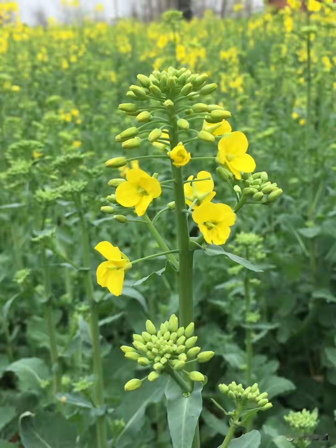 上联：芳香漫溢花间醉
下联：淡雅充盈眼界新
        （下联是原创）
友友