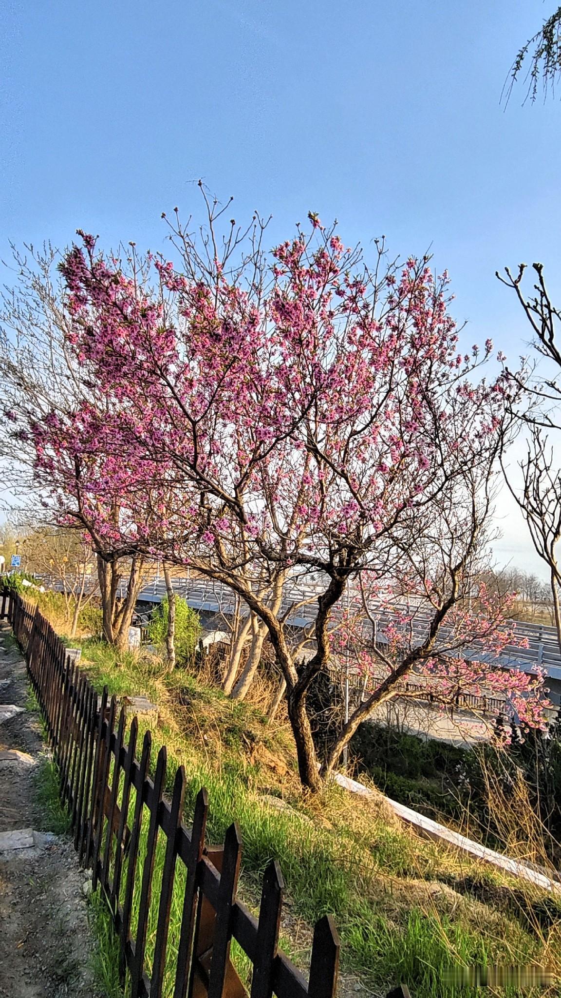 春日生活打卡季这野生的桃花难得长的这么好，比果园里的桃花还茂盛，俺家帮主非得说是