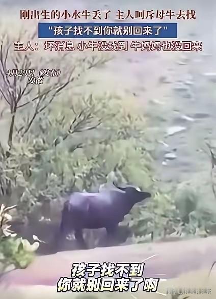 “这下真的说不清了！安徽一处山村，一头母牛把刚出生没多久的小牛弄丢了，牛主人又急