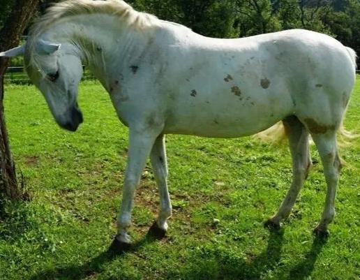 英国一位年轻的女人怀孕后，她家里养的马老是用嘴蹭她的肚子，令她不厌其烦。后来才得