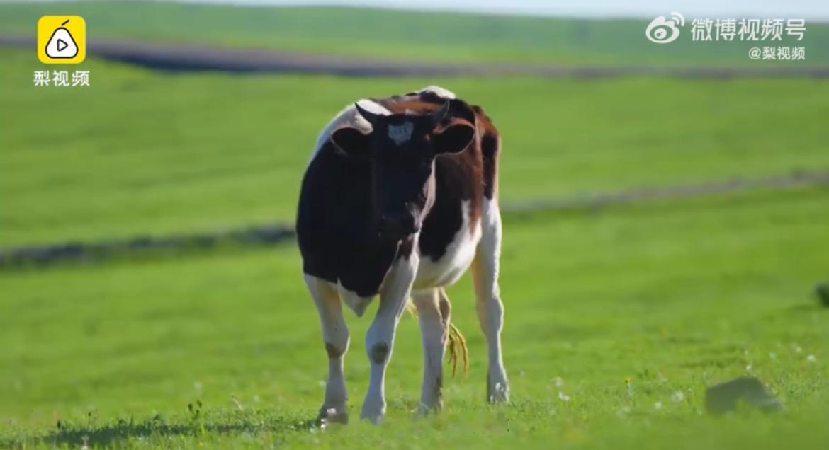 #放弃百万年薪他去阿勒泰养马放牛#咱们就是说，阿勒泰还真的是个好地方 ​​​