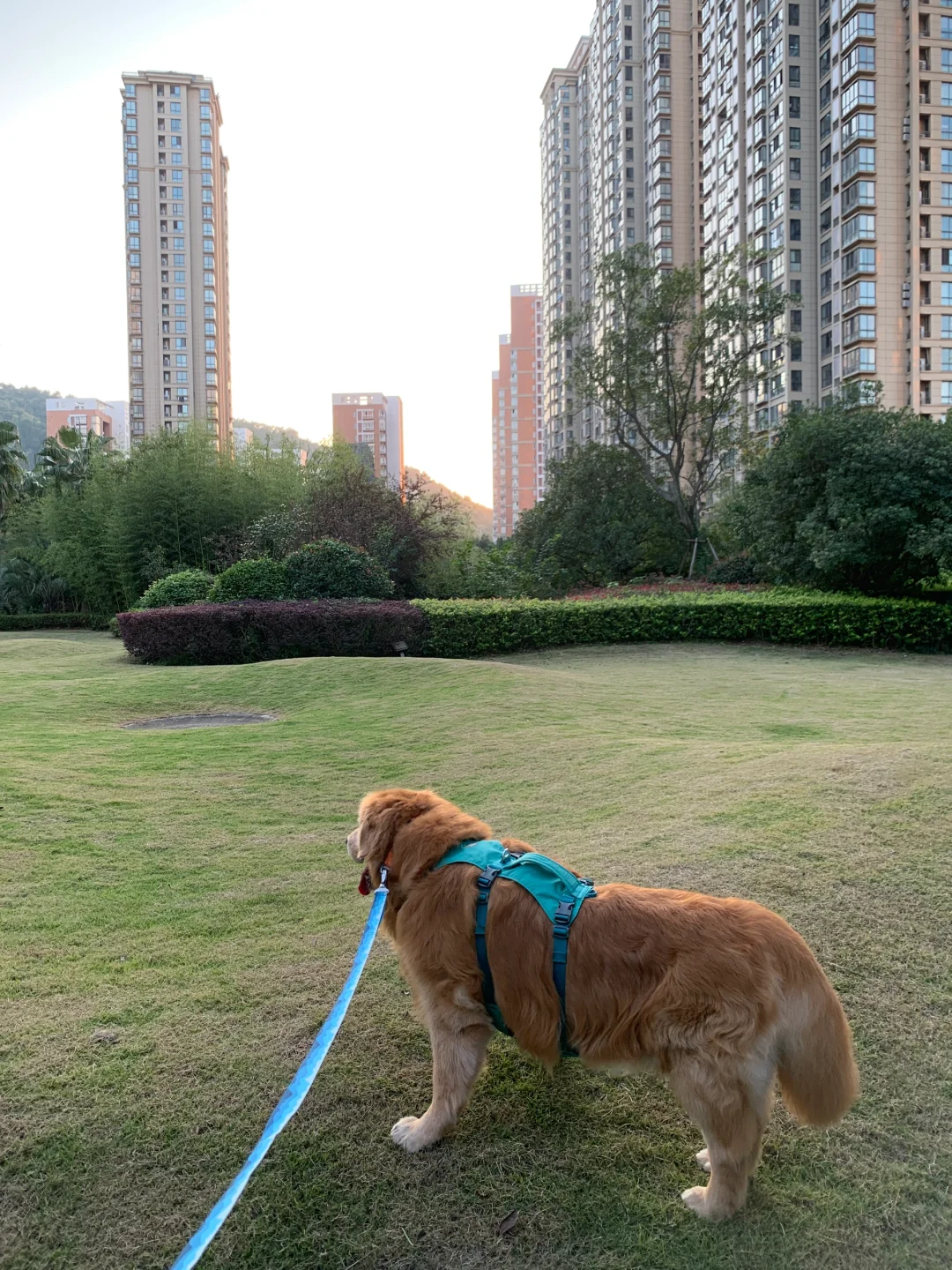 刚才遛弯儿有个阿姨问我这得多大的狗笼