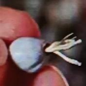 小时候，农村有种被老人叫做“吸血珠”的东西，常被做成门帘。我家院前就有野生的，它