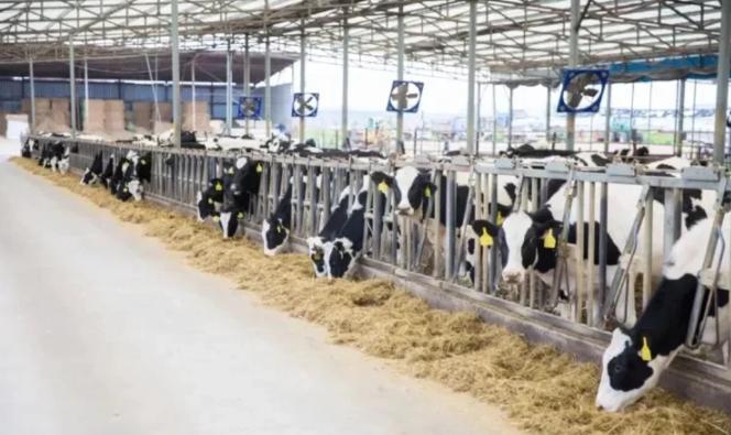 山东莱阳，日本人花费15亿日元从村民手中租下1500亩良田，又打了一口200米深