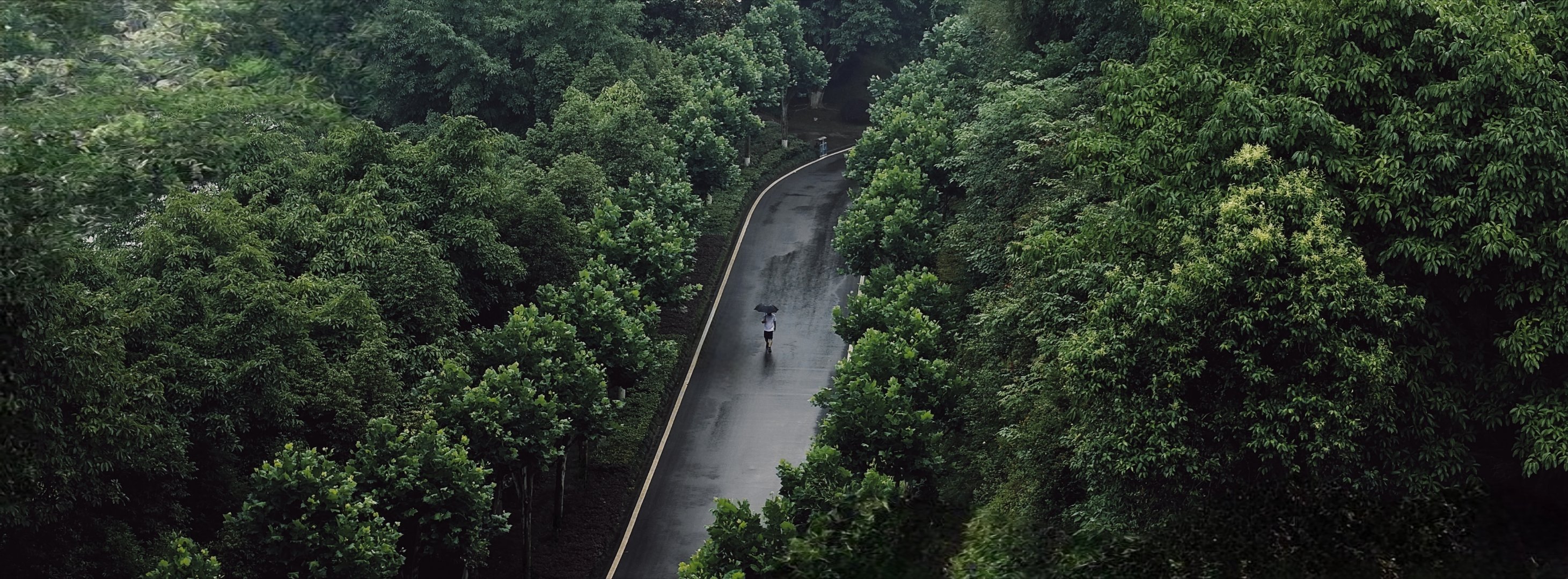 绿野仙踪在这条通往未知的小径上，一位旅者与自然和谐共存。每一步都踏出了新的希望，