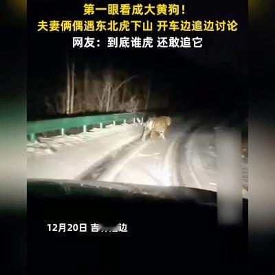 吉林延边这对夫妻，胆子也太“虎”了！12月20日在野外开车，远远瞅见个黄乎乎的影