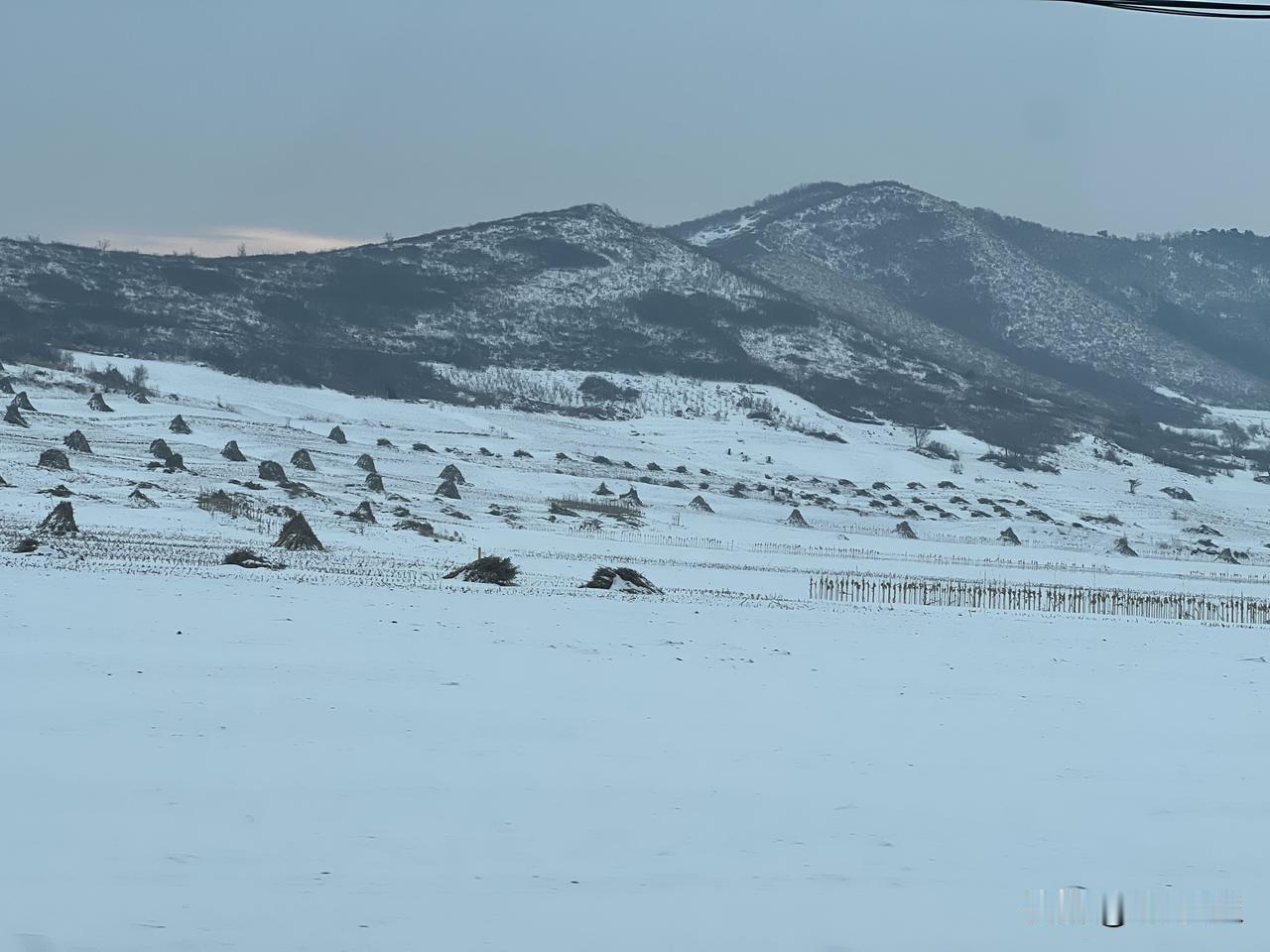 阳光漫过雪原，把天地染得透亮，雪粒闪着细碎银光，望过去一片苍茫辽阔。偶有几只麻雀