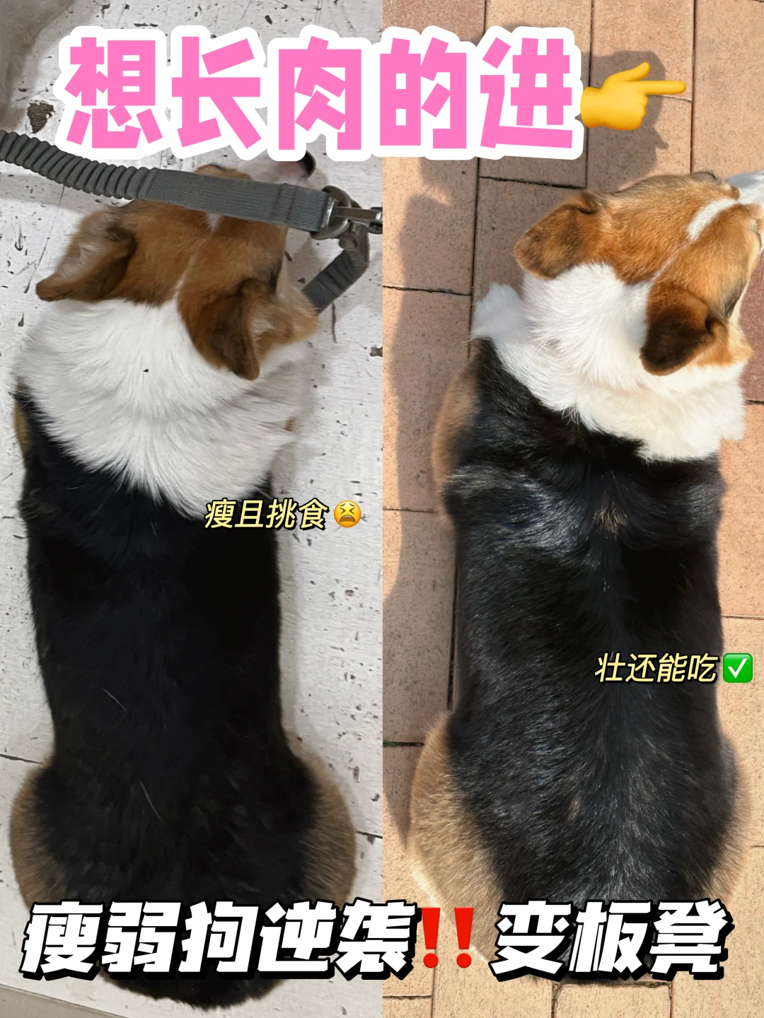越吃越长肉！抓紧去喂这个烘焙狗粮啊！！