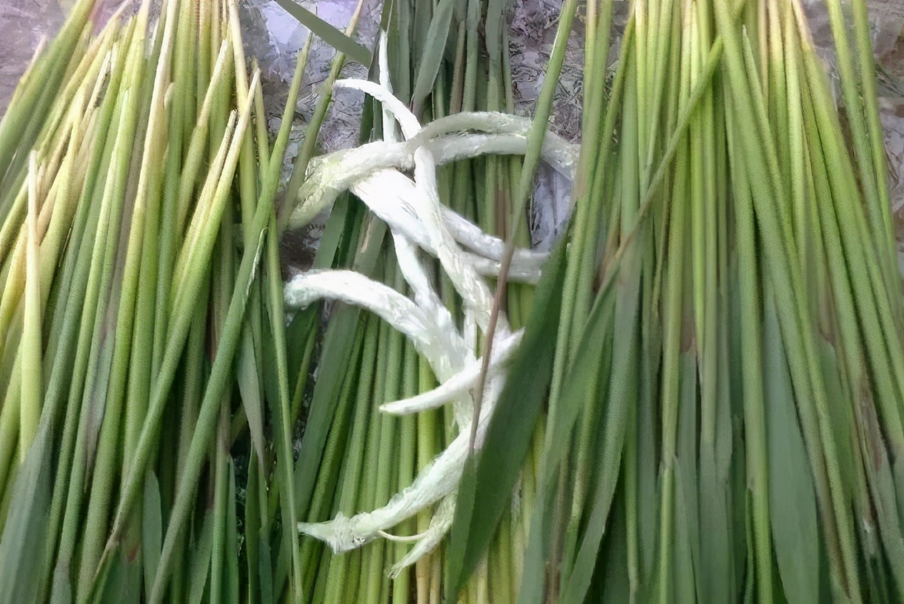 #原来我们小时候吃得这么好# 记得小时候在农村的时候经常吃，你们知道是什么么？ 