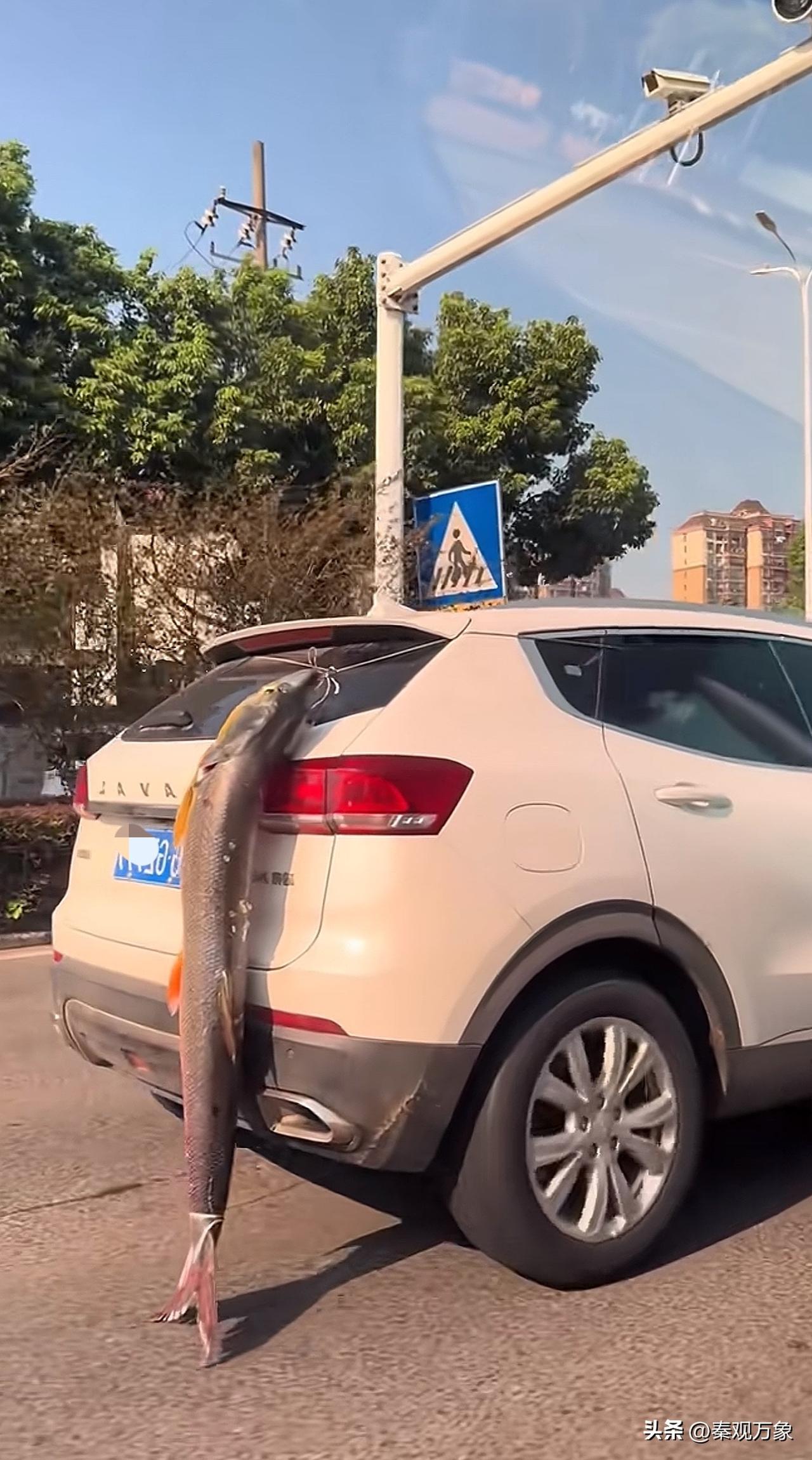 他为什么非要把🐟挂外面？谁懂？
