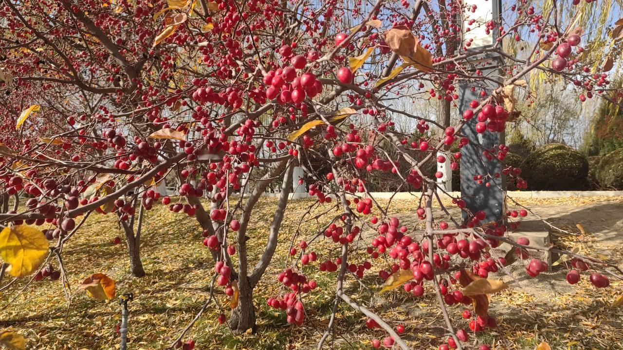 初冬，去银川典农河边散步，竟邂逅了满树火红的海棠果。那一个个果实小巧玲珑，像被霜
