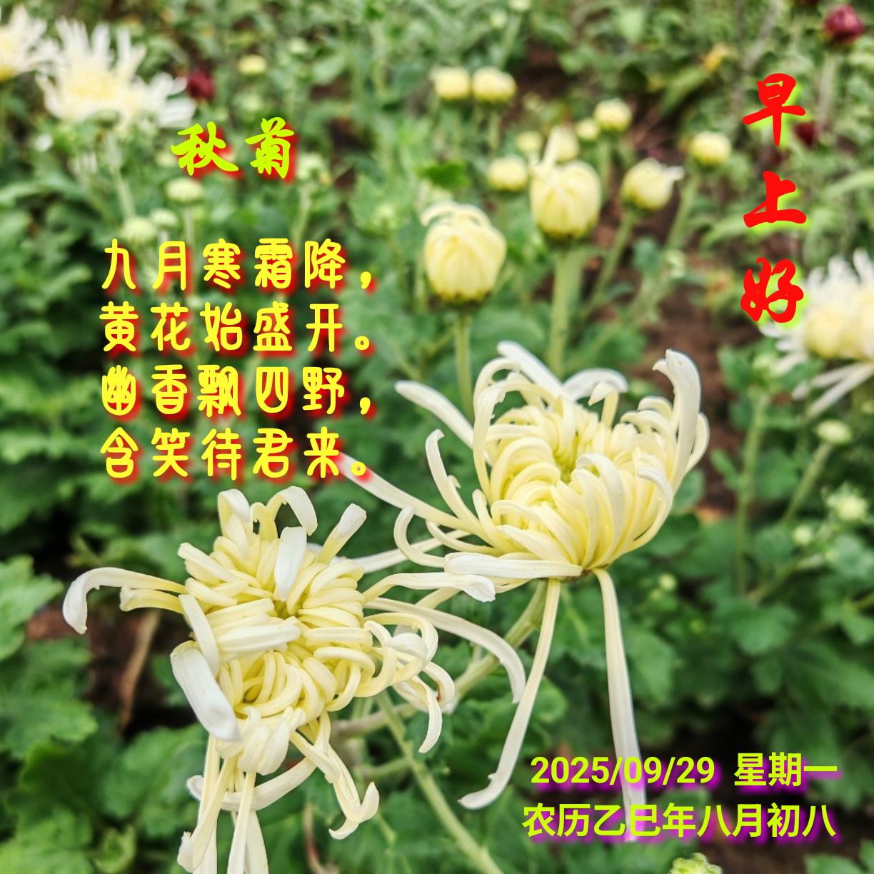 秋菊
