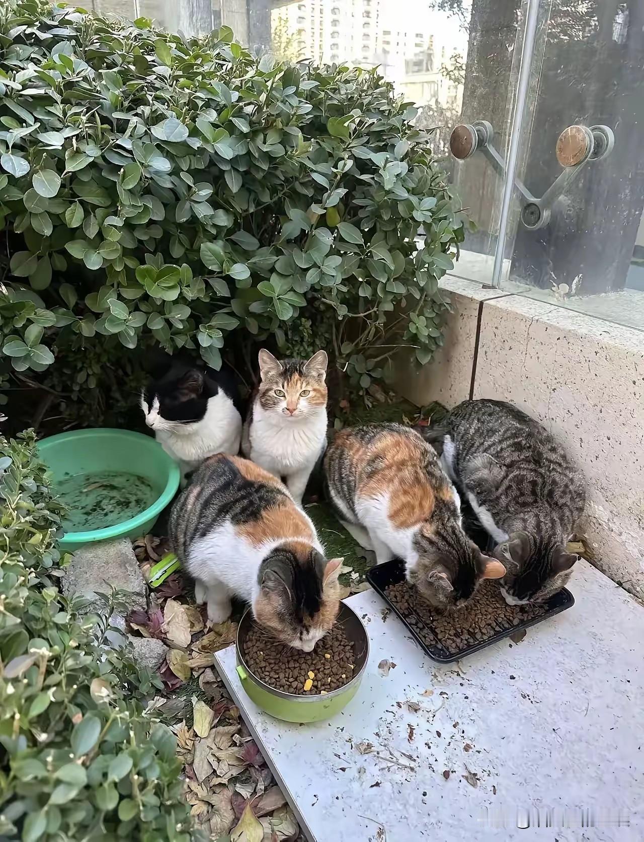 科学的尽头是玄学吧！我们隔壁邻居，喂养流浪猫已经十多年了，邻居说，他喂掉的猫粮最