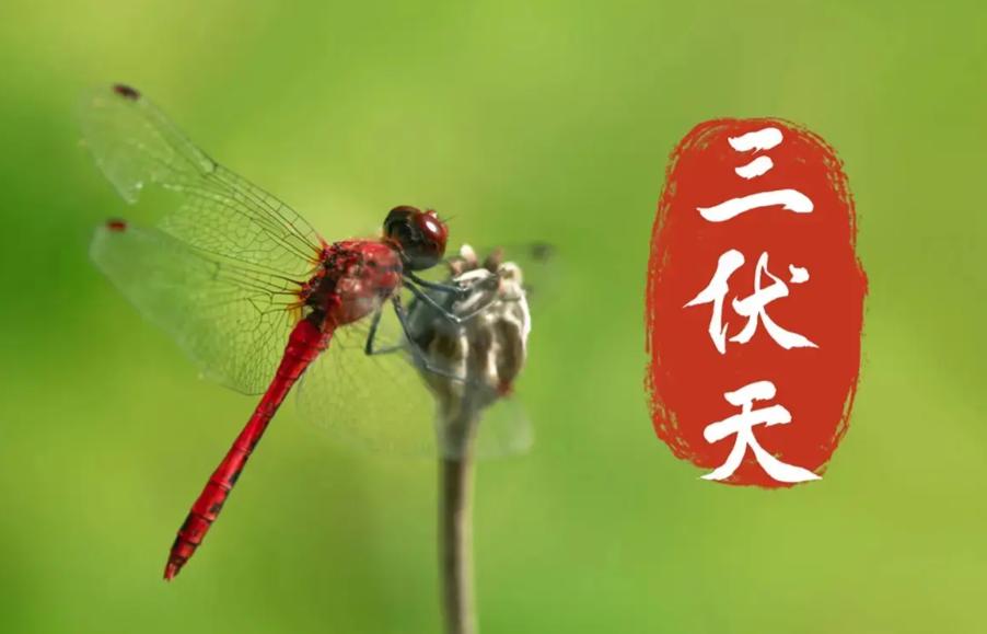 俗话说“今年伏天热不热，就看五月初一”，今日五月初一，今年三伏天期间会很热吗？答