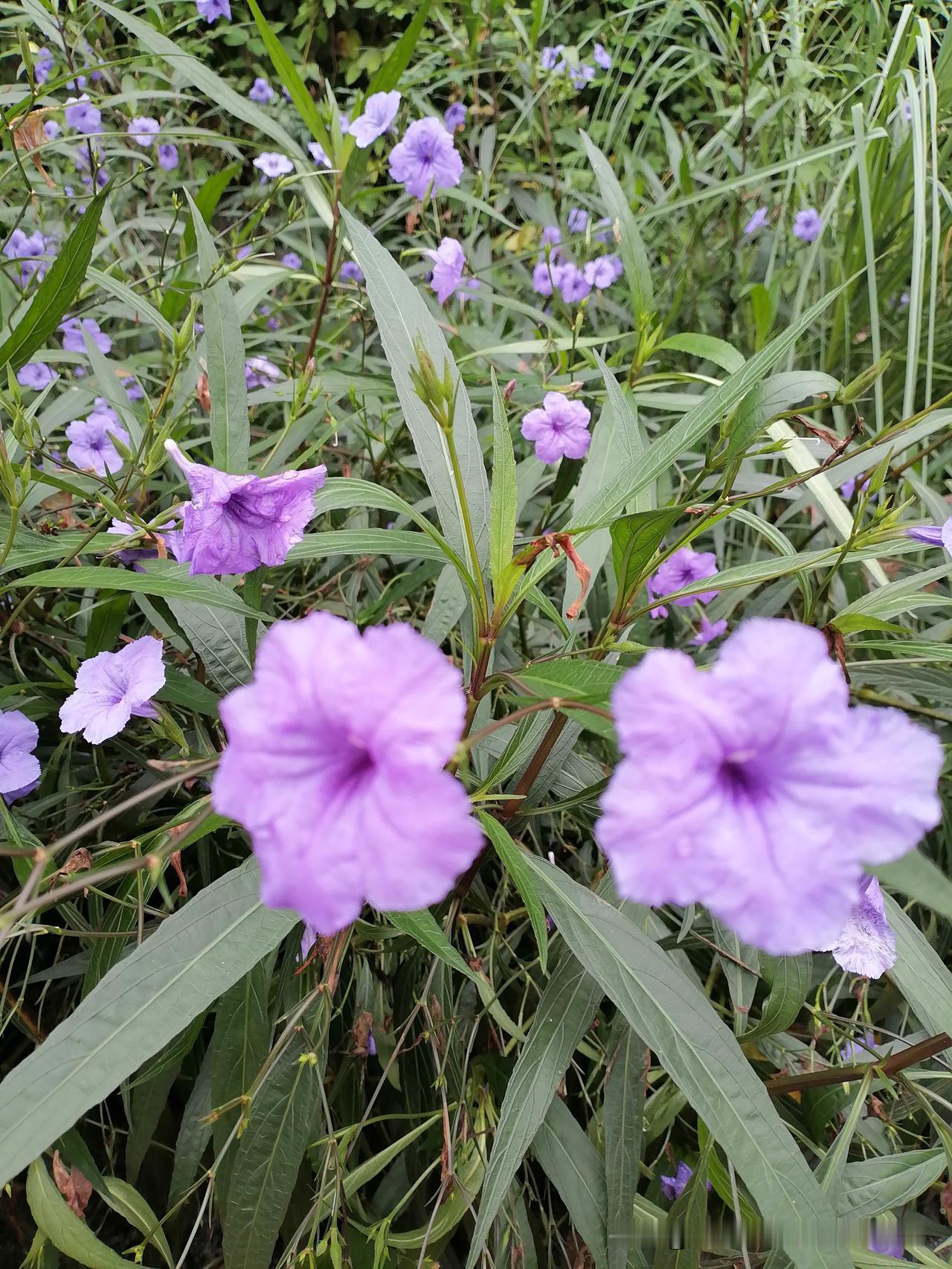 随手拍花，美景