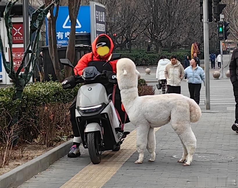 真有养羊驼宠物的羊驼宠物