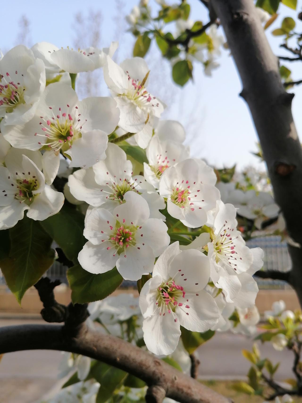 穿瑜伽裤出街，什么感觉美人更美，显身材；丑人自觉其美，臃肿不堪，尤其是腿粗又短的