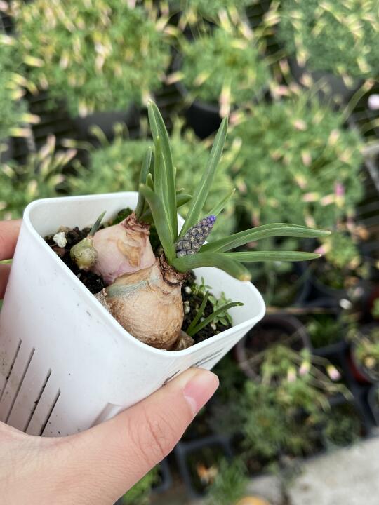 葡萄风信子真好养活