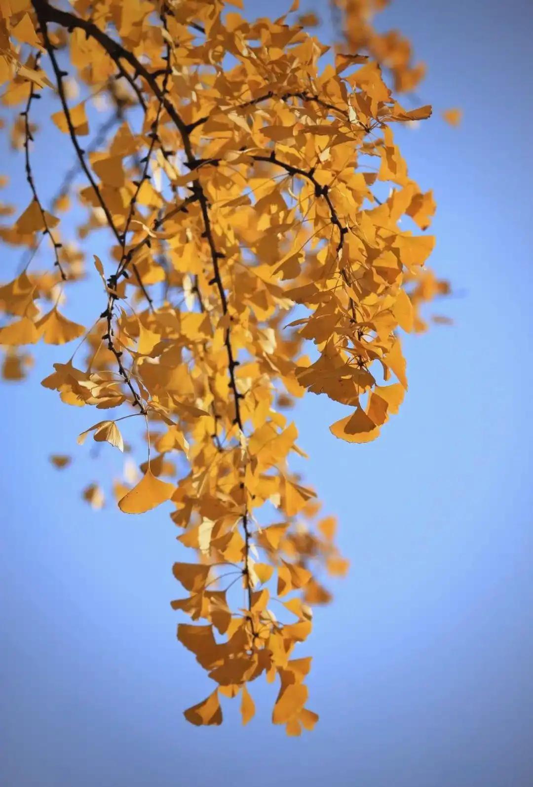 下联：叶绿叶黄又一秋。

（图片来自网络）