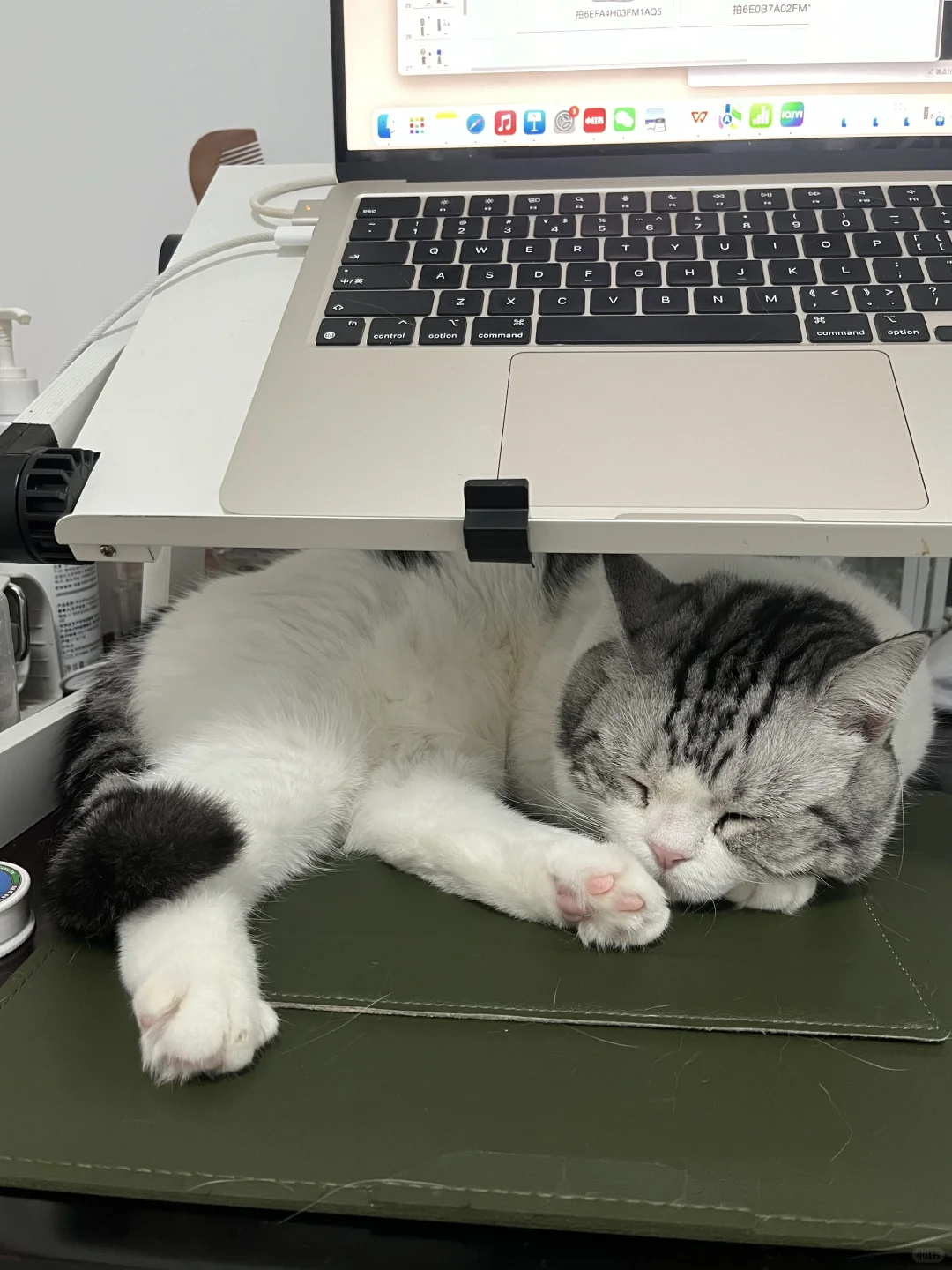 工作陪伴猫