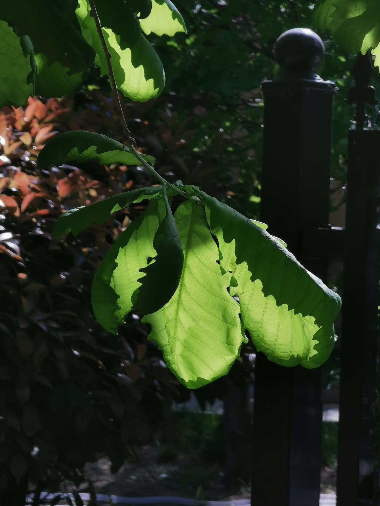树影婆娑，阳光明媚。院子里一棵蒙古栎树，不到一周时间就已经茂密，阳光照在它嫩绿的