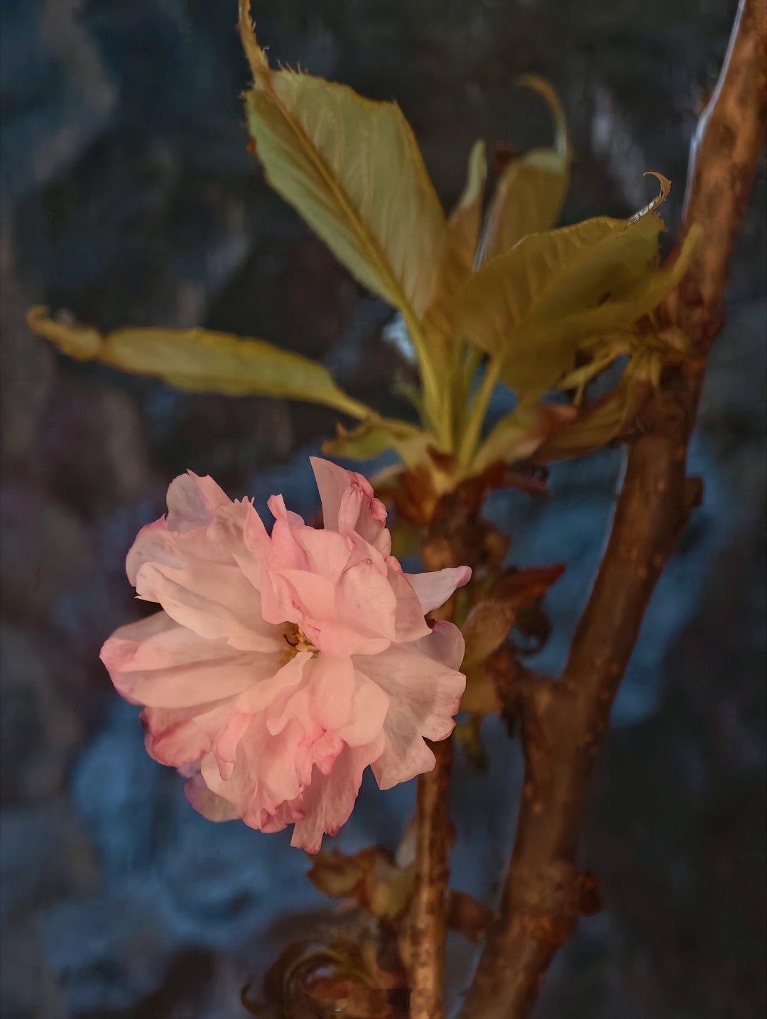 自然卷人士这一生需要无数次理顺头发不敢蛋白矫正和夹直后，已经发展到每次去理发店洗