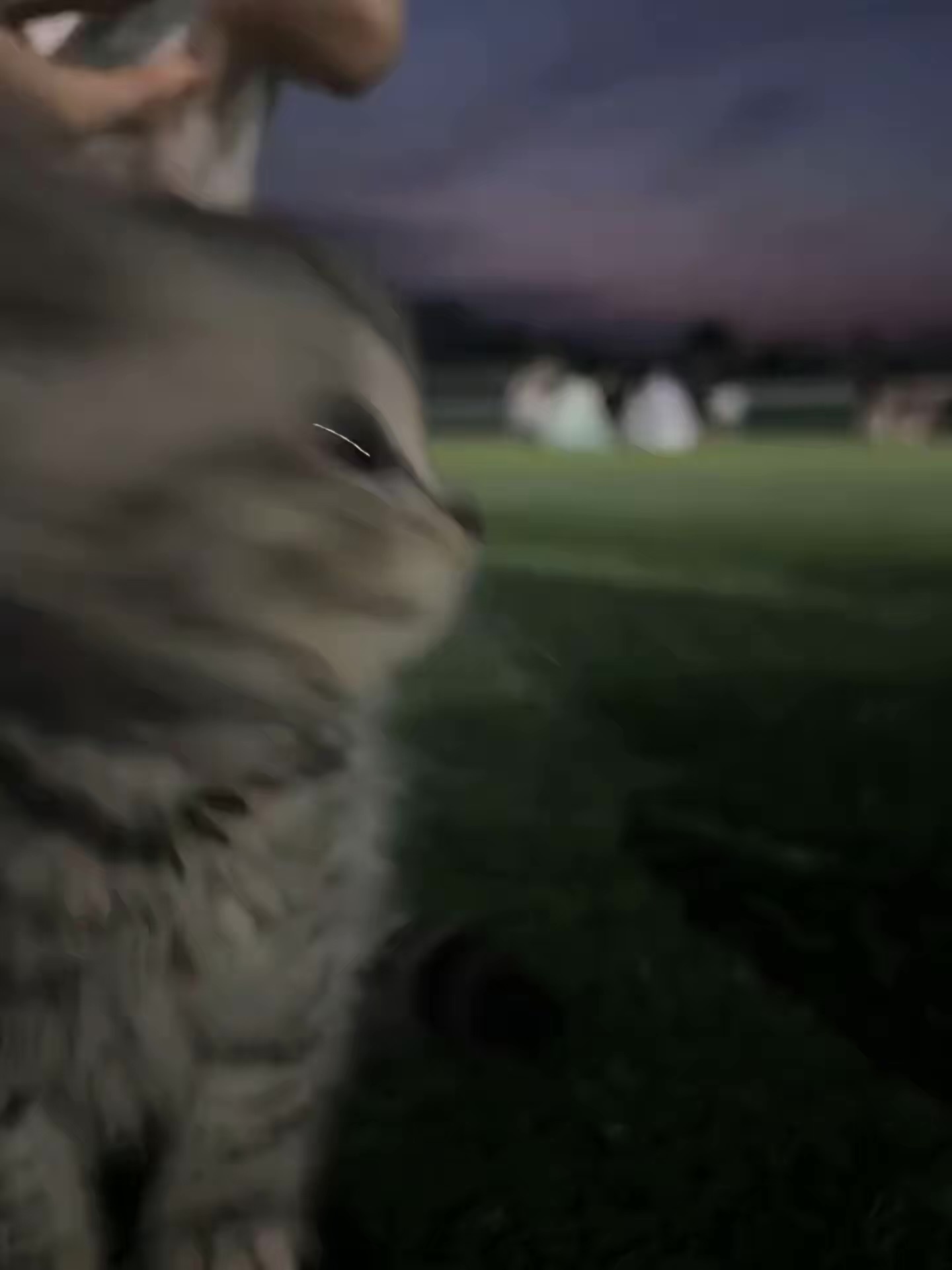 猫咪：过来，让我亲一口
