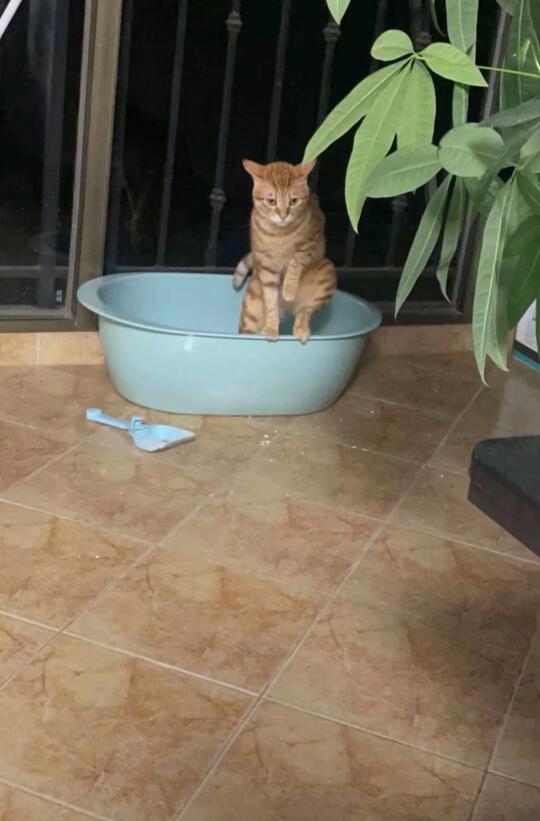 救命！谁家猫咪拉粑粑这个姿势啊
