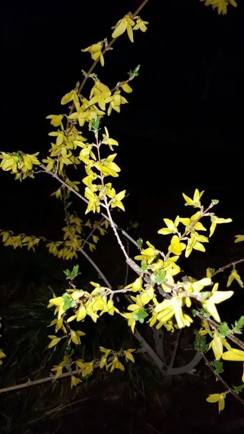 连翘花开
 
临河先生
 
春寒料峭，像一块冰冷的幕布
将世界困在单调的色调里