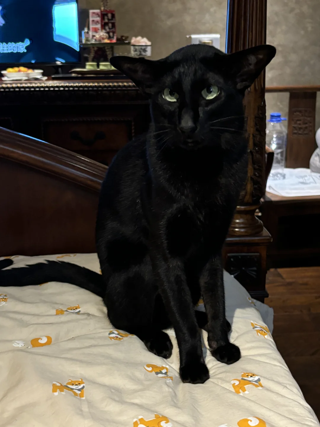黑猫真的好难拍照