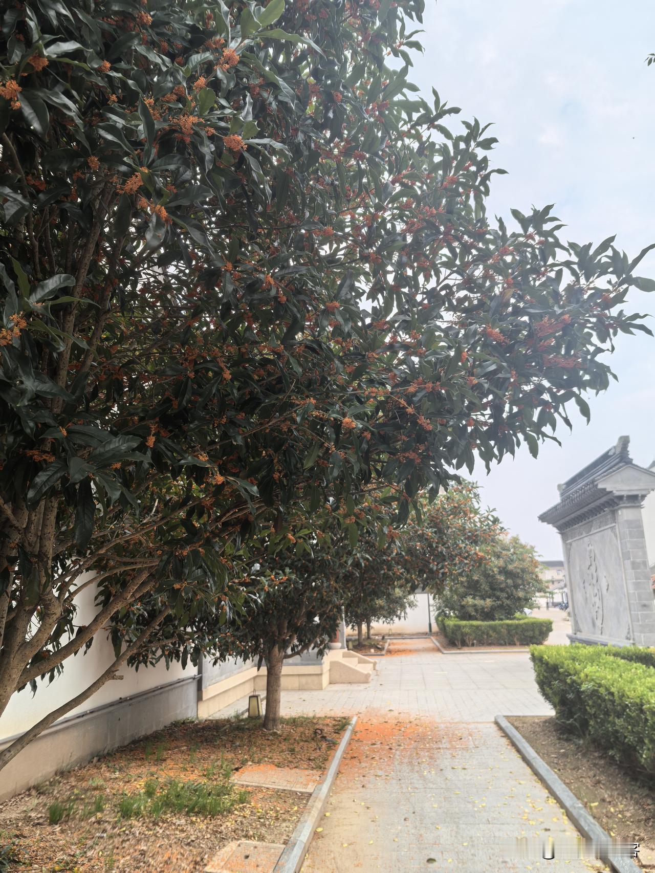 细碎的金红花瓣随风轻轻飘落，悠悠铺成一地浪漫花毯。漫步小径，香气层层漫开，清甜不