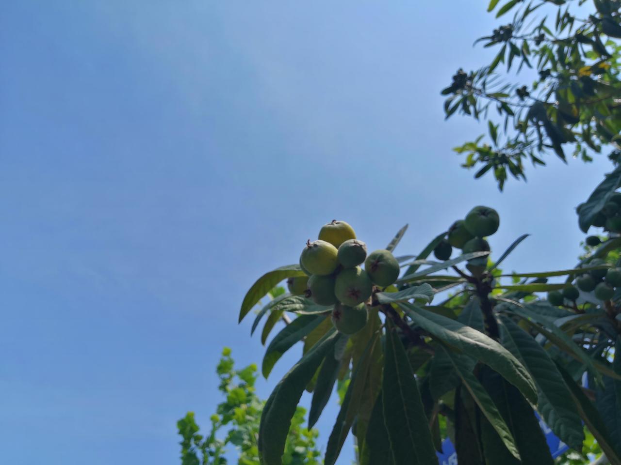 今天上海真的有入夏的样子了，从早到晚，太阳公公一直在线，温度也一个劲地往上面爬，