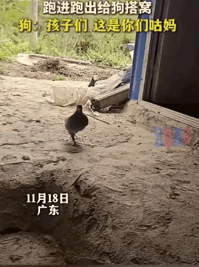 广东，一女子家的狗狗刚生下一窝软萌小奶狗，没想到家中养的一只鸽子，竟忙前忙后的为