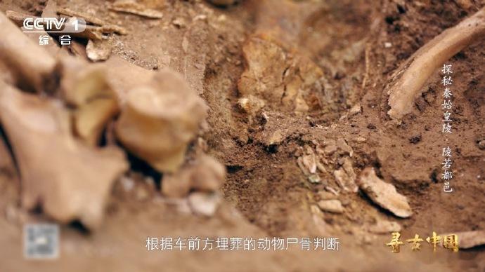 “六羊车”出土，见证千年前贵族风尚，竟以6只绵羊拉车，尽显独特与豪奢。 ​​​