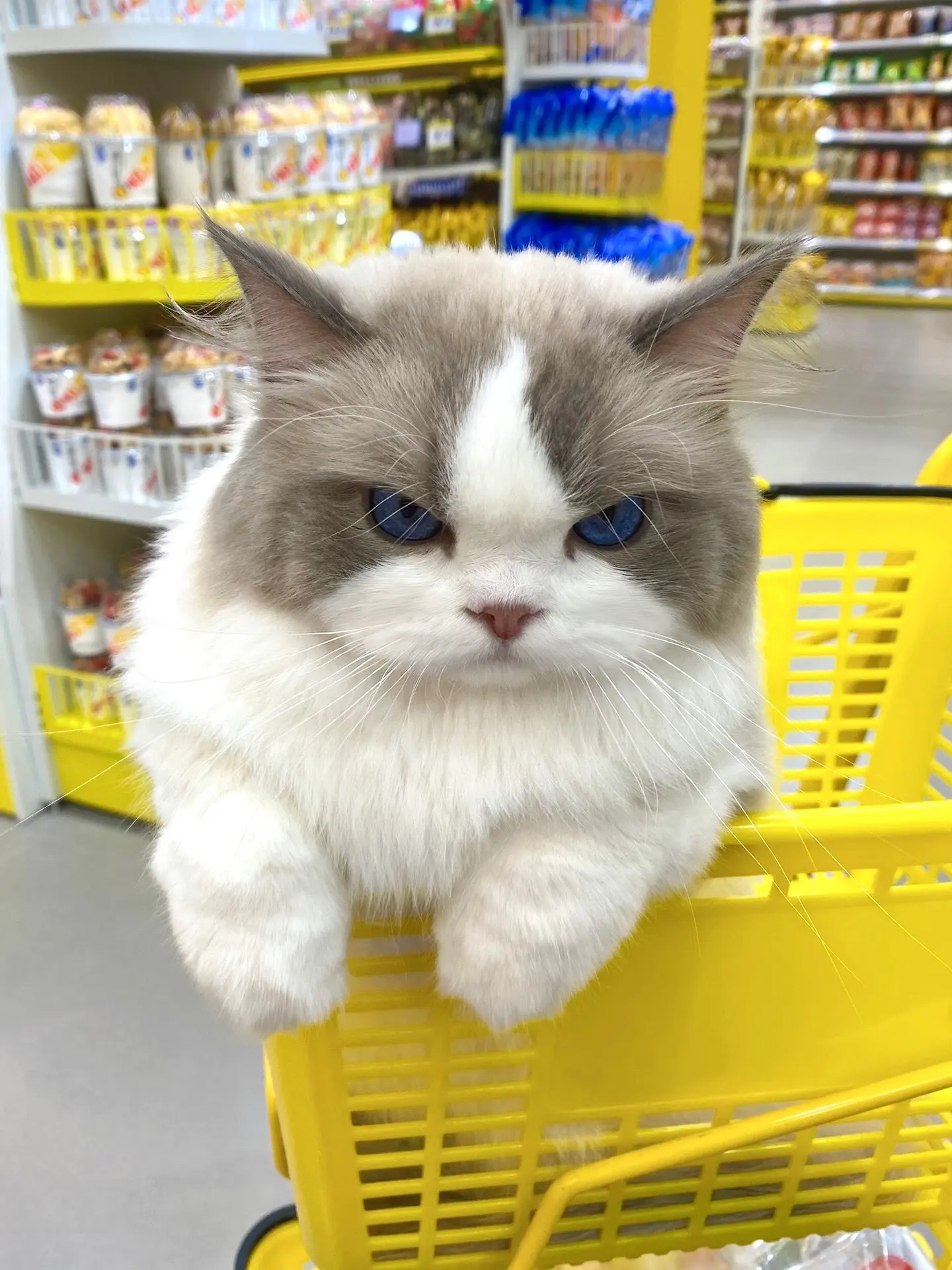 烦死了！你到底给不给我买！