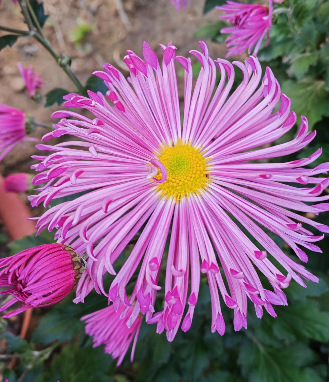 冬日生活打卡季我家亲戚也行相信网上推荐股的结果进了一个群。就是那种除了他自己都是