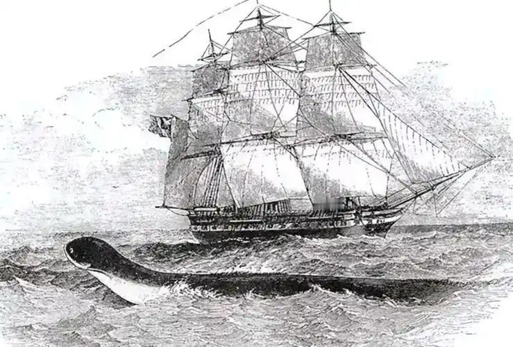 1851年，美国一艘捕鲸船在太平洋斩杀了一条巨大的蛇形巨兽。光它的头都熬了10桶