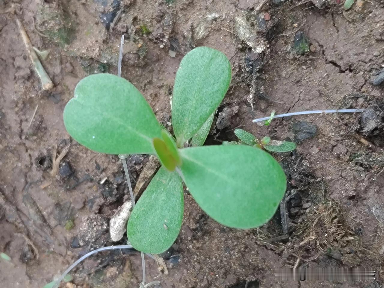 又到吃苋菜的季节了，它的身影就出现啦，那就是马齿苋，杰妹家乡四川泸州的方言喊作马