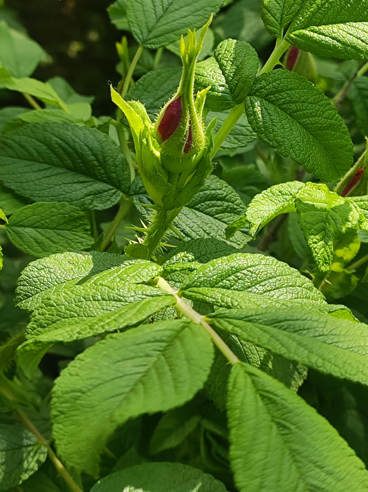 带刺的玫瑰
玫瑰大多在5——6月开一季，香味浓郁。昨天去百草园，已经有很多花苞了