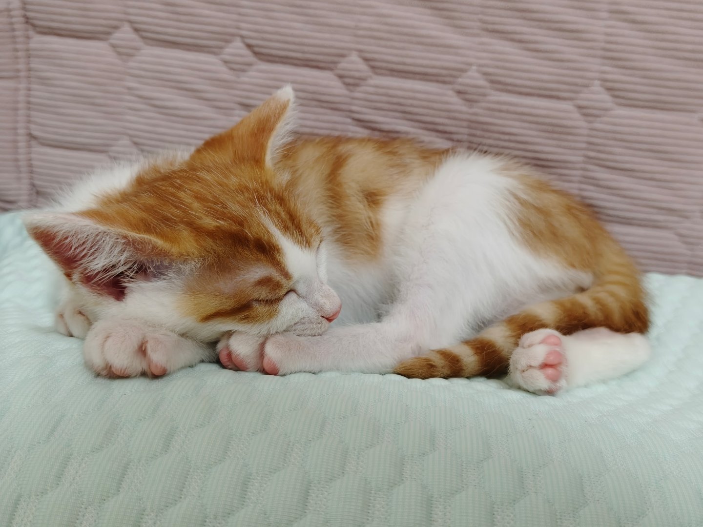 小猪小猪 ​​​