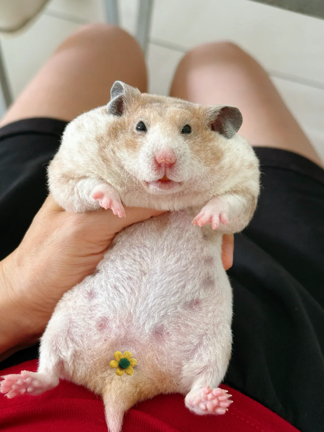 我这里是养猪场