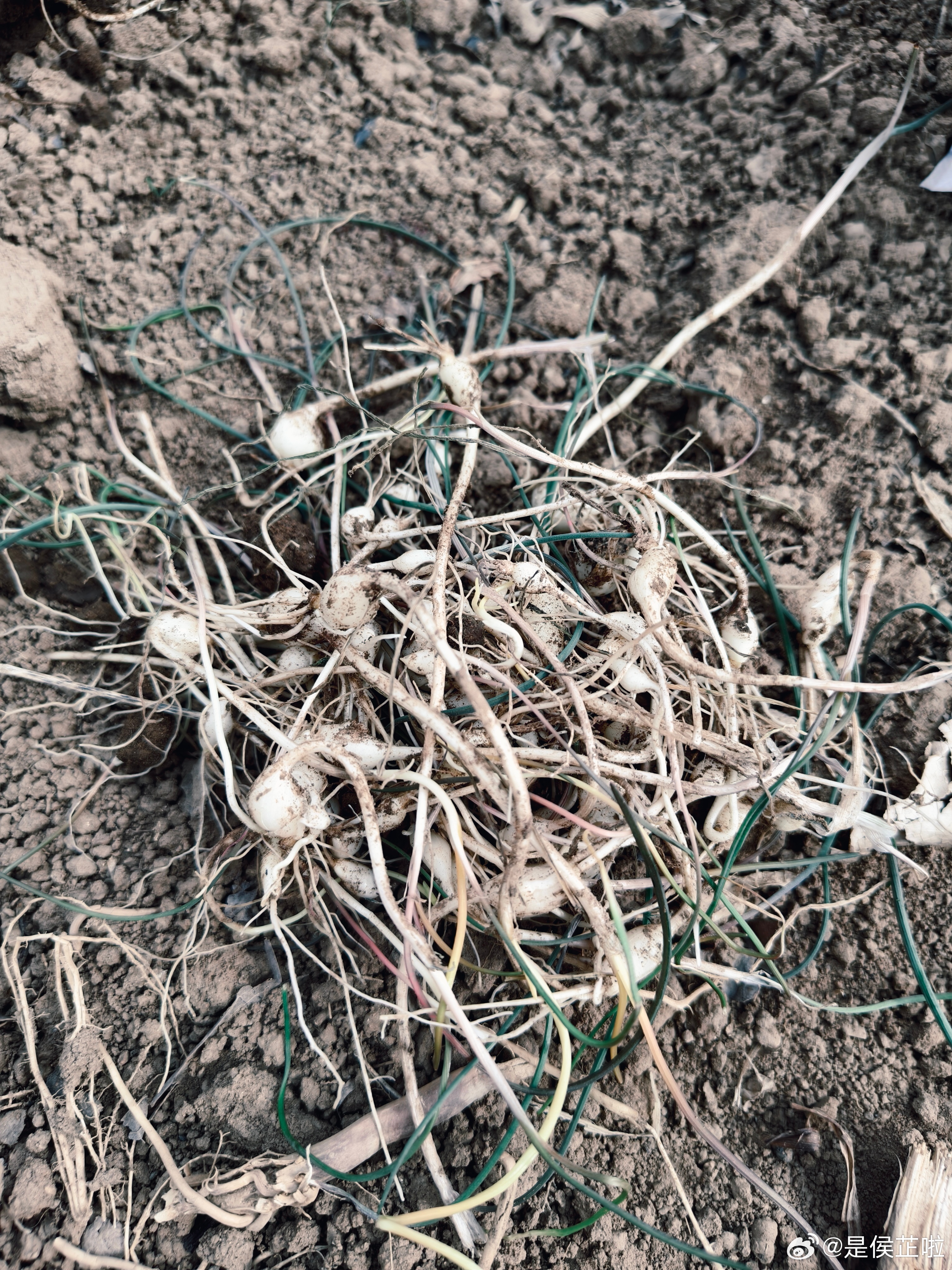 今天大户外啦主题是挖野菜根据去年的经验能够准确辨别苦碟还有苦麻啦还没到蒲公英的时