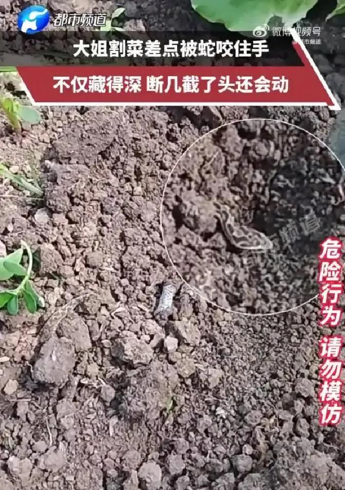 女子浑身紧绷，下意识抓起脚边的铁铲，干脆利落地将小蛇从腰部斩断。本以为危机彻底解