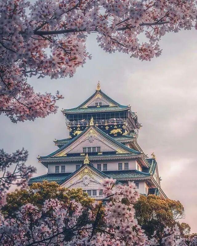 晒出你拍的花