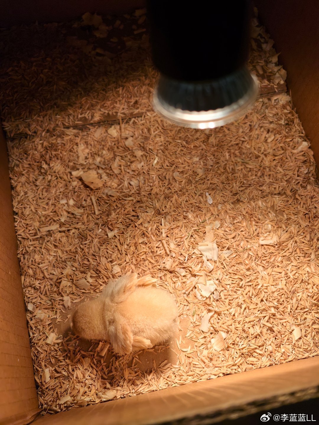 给小鸡换了稻壳垫料，这小家伙还挺喜欢～奇了怪了！人家养鸡场的鸡一个月都能出栏了，